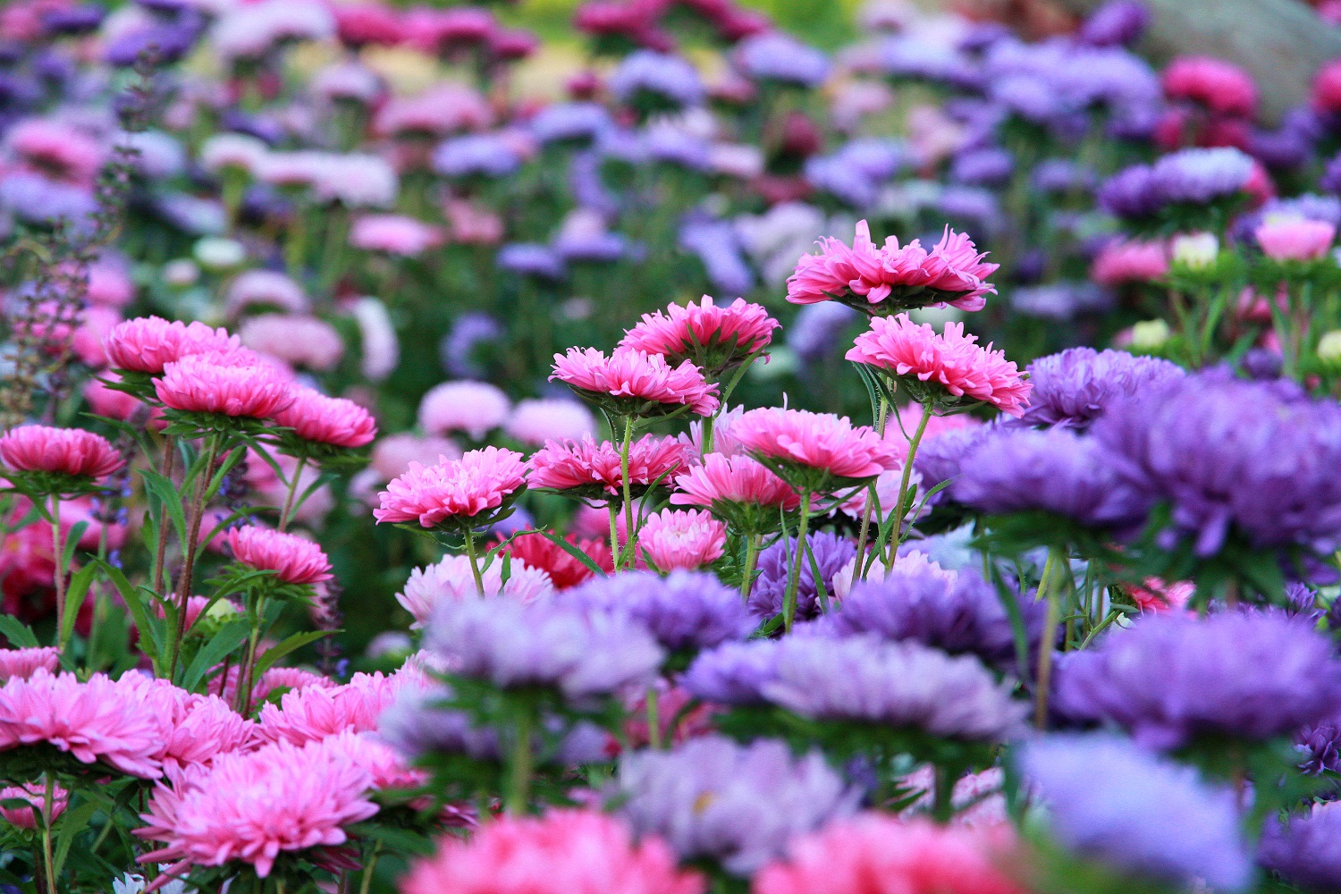 IMG_7065_副本 - 副本.jpg