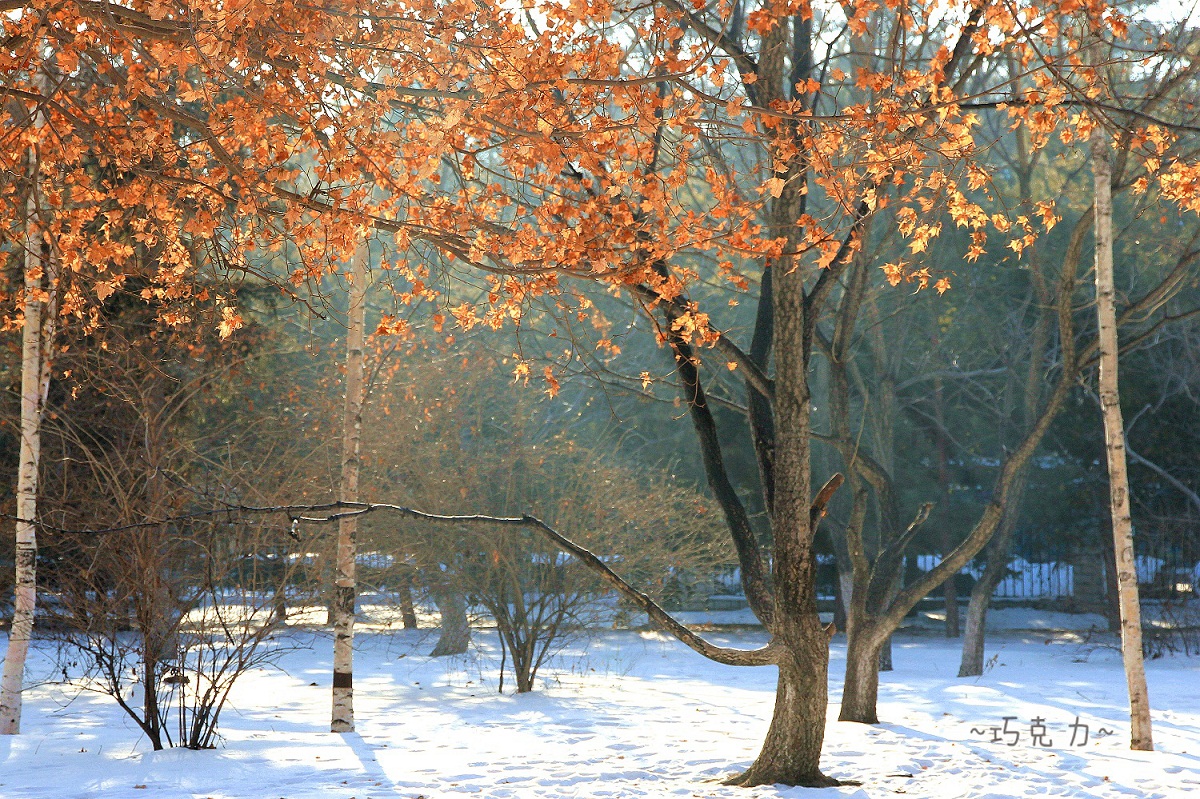 这个冬天不太冷
